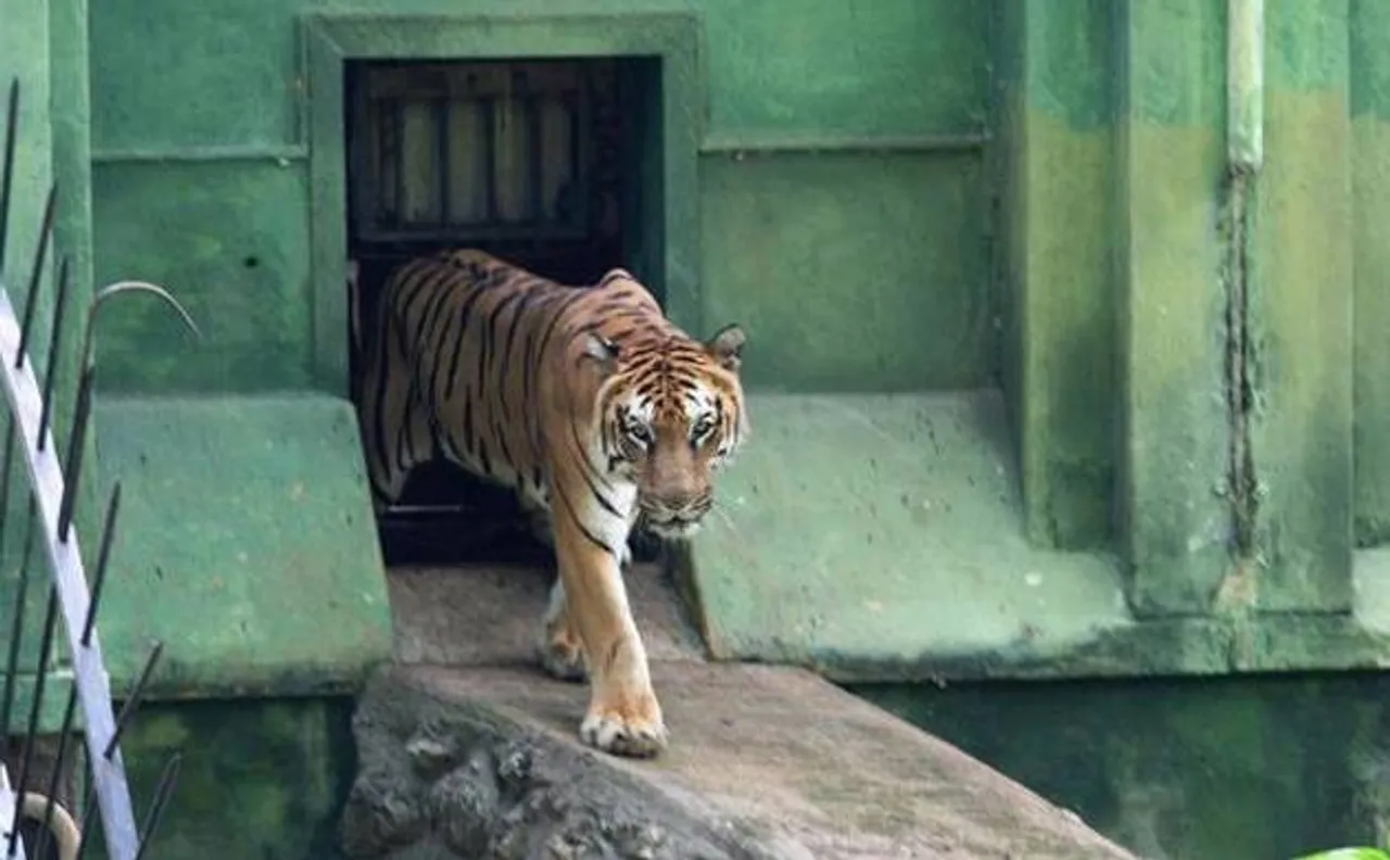 Man jumps into tiger enclosure in Pune zoo, rescued by security guards