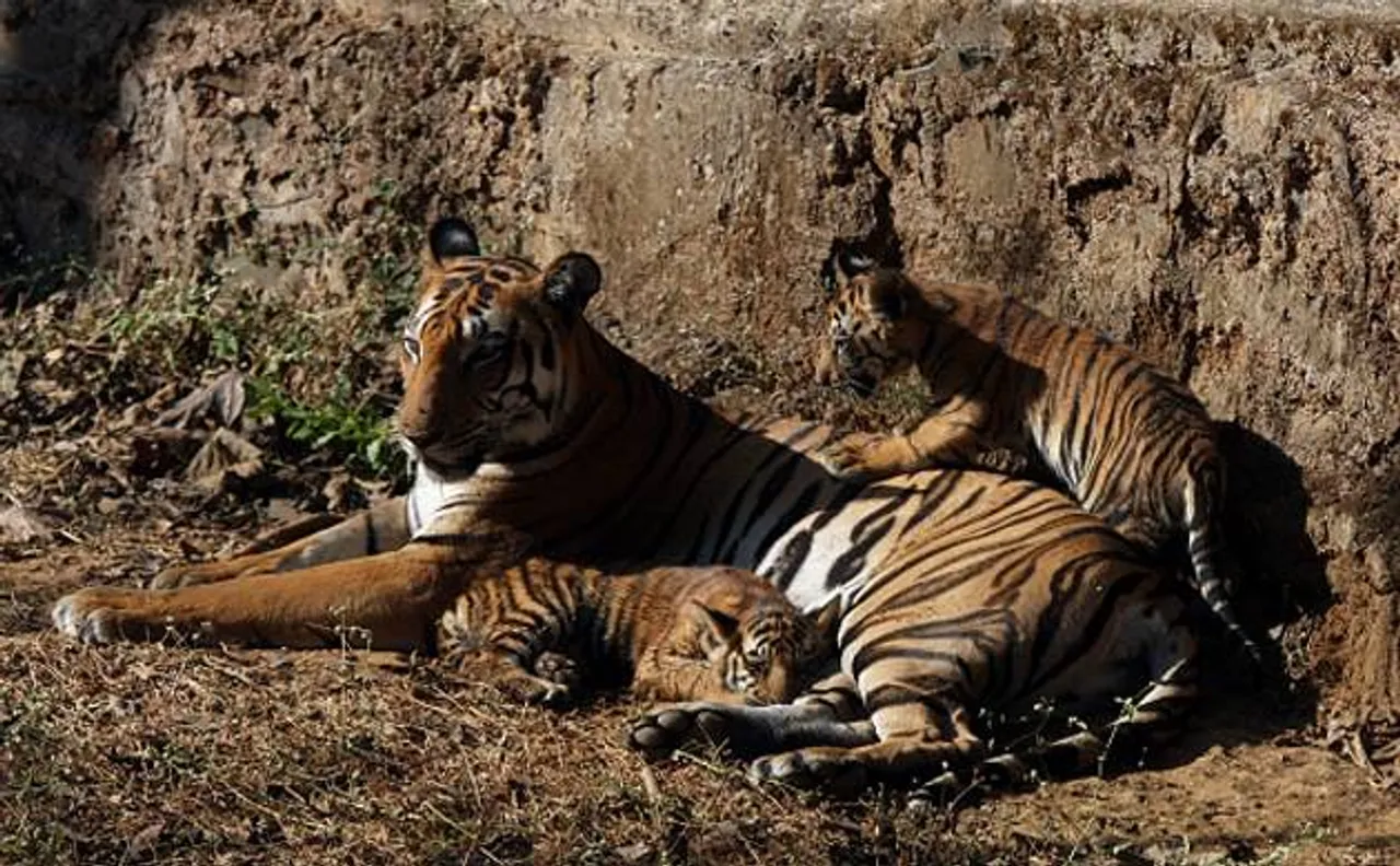 Tiger population in Sundarbans remains stable in last few years, says report