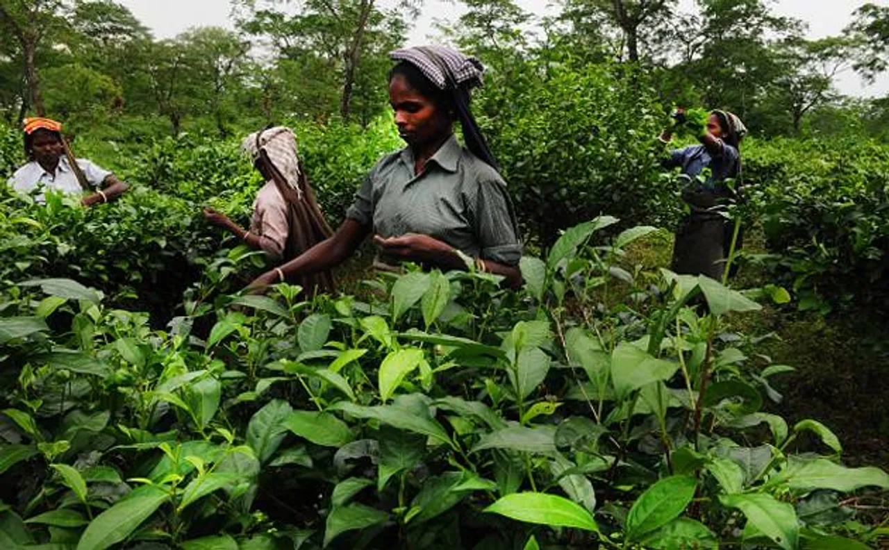 Tea, jute industry hit hard by demonetisation, salaries delayed: West Bengal govt