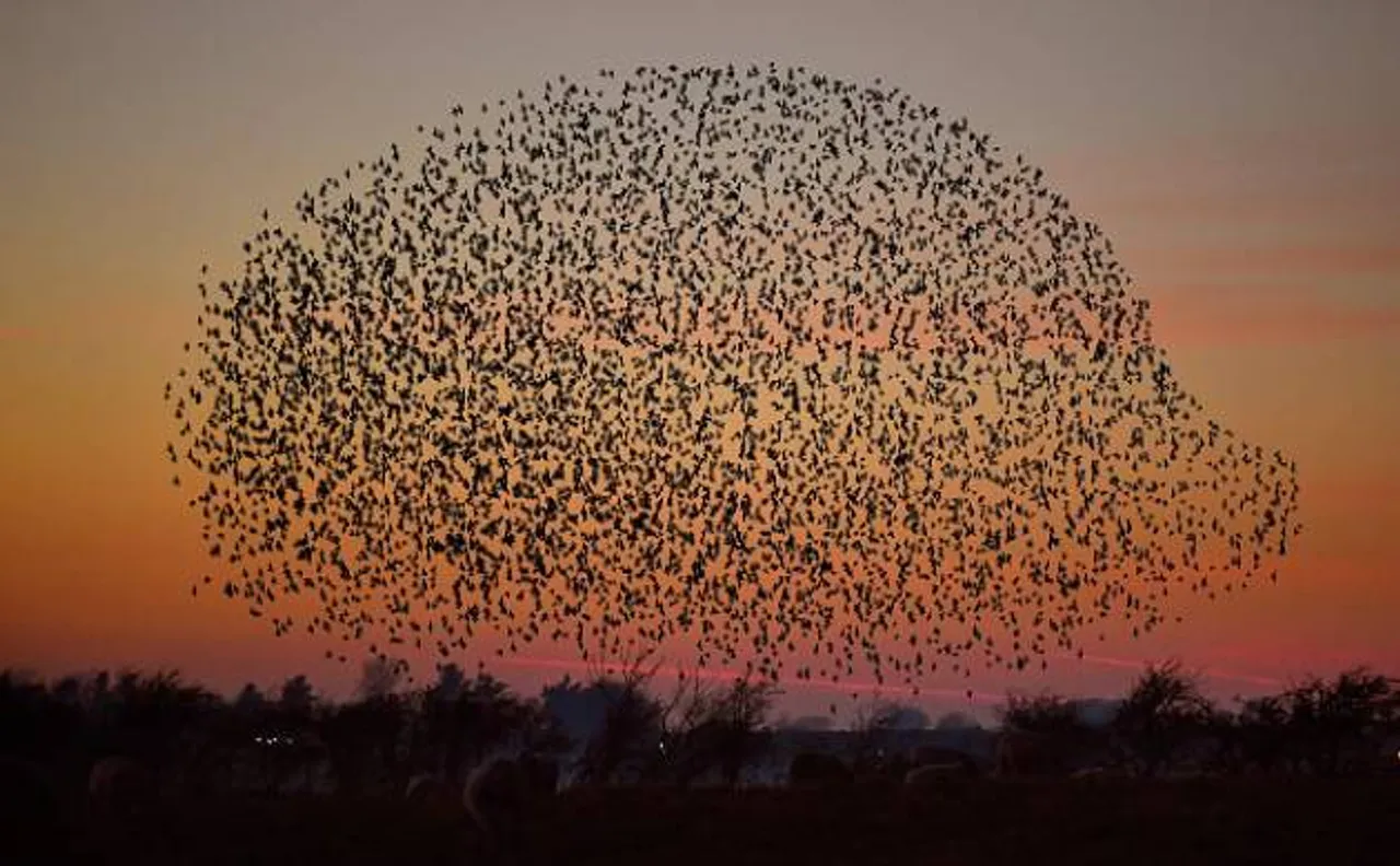 About 18,000 bird species found on earth, study calls it hidden avian diversity