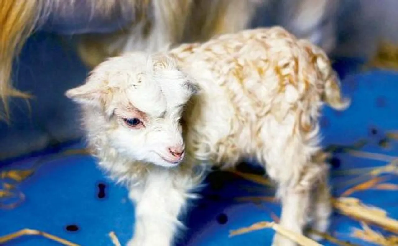 World's first cloned goat with Cashmere wool takes birth in China 