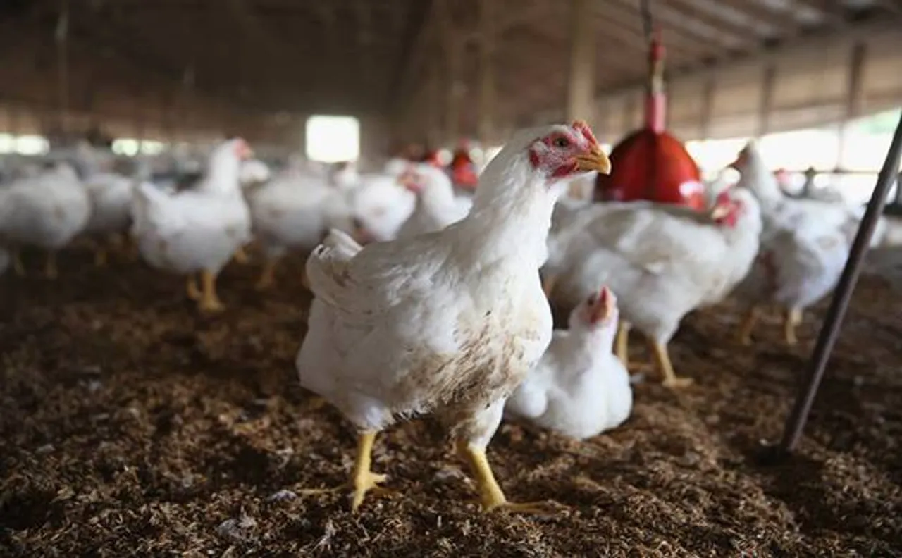 Japan slaughters 210,000 birds to contain another outbreak of a highly contagious Avian flu