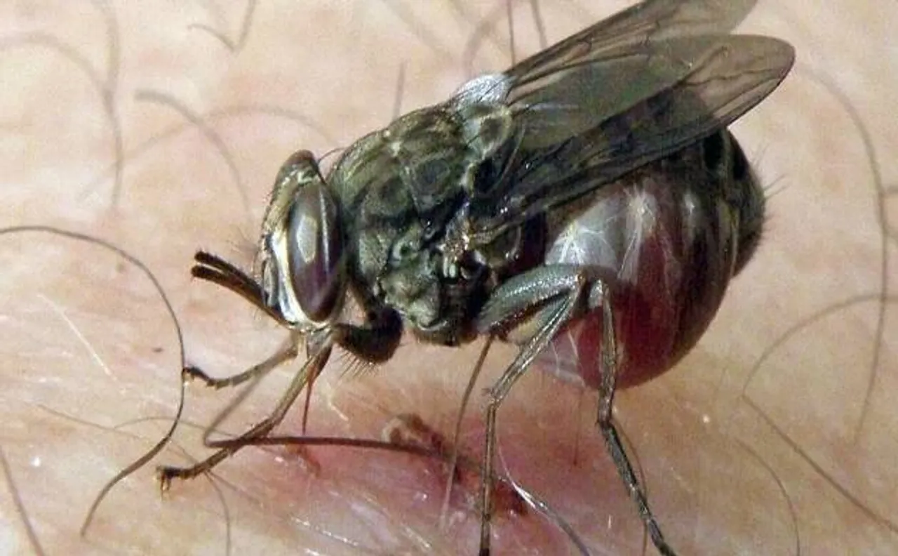 Skin can be a major contributor in spreading fatal sleeping sickness