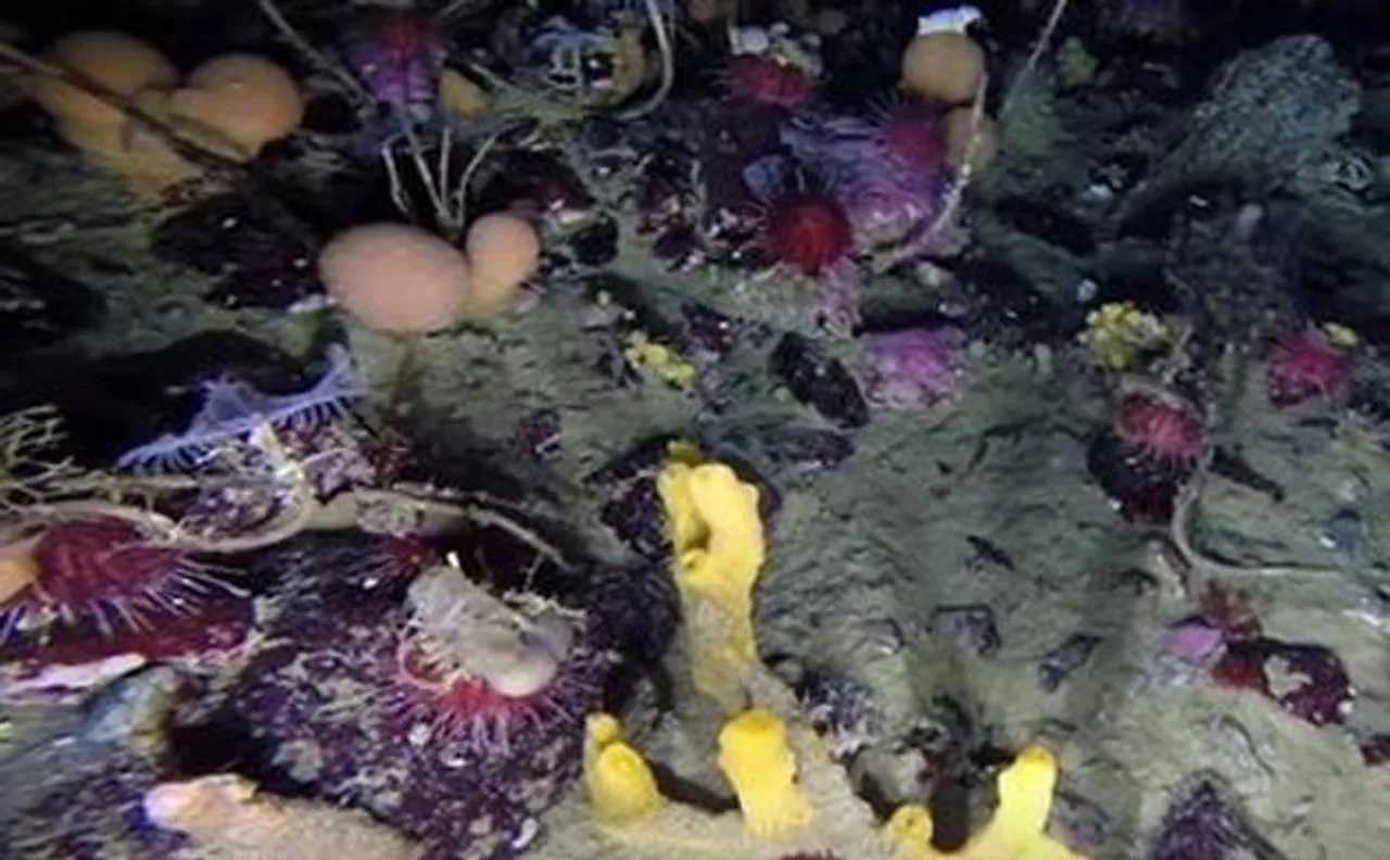 Underwater robot captures incredible glimpse beneath the Antarctic sea ice; reveals thriving, colourful world