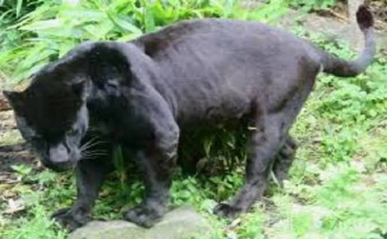Panther cub rescued from Rajasthan university campus, after it  strays from Jhalana forest area