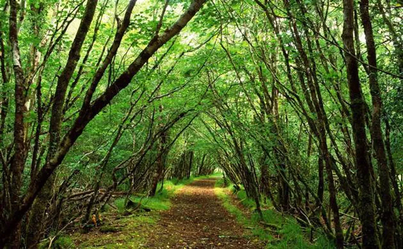  Tribal Ministry to focus on forest rights laws and socio-economic uplift of tribals in 2017