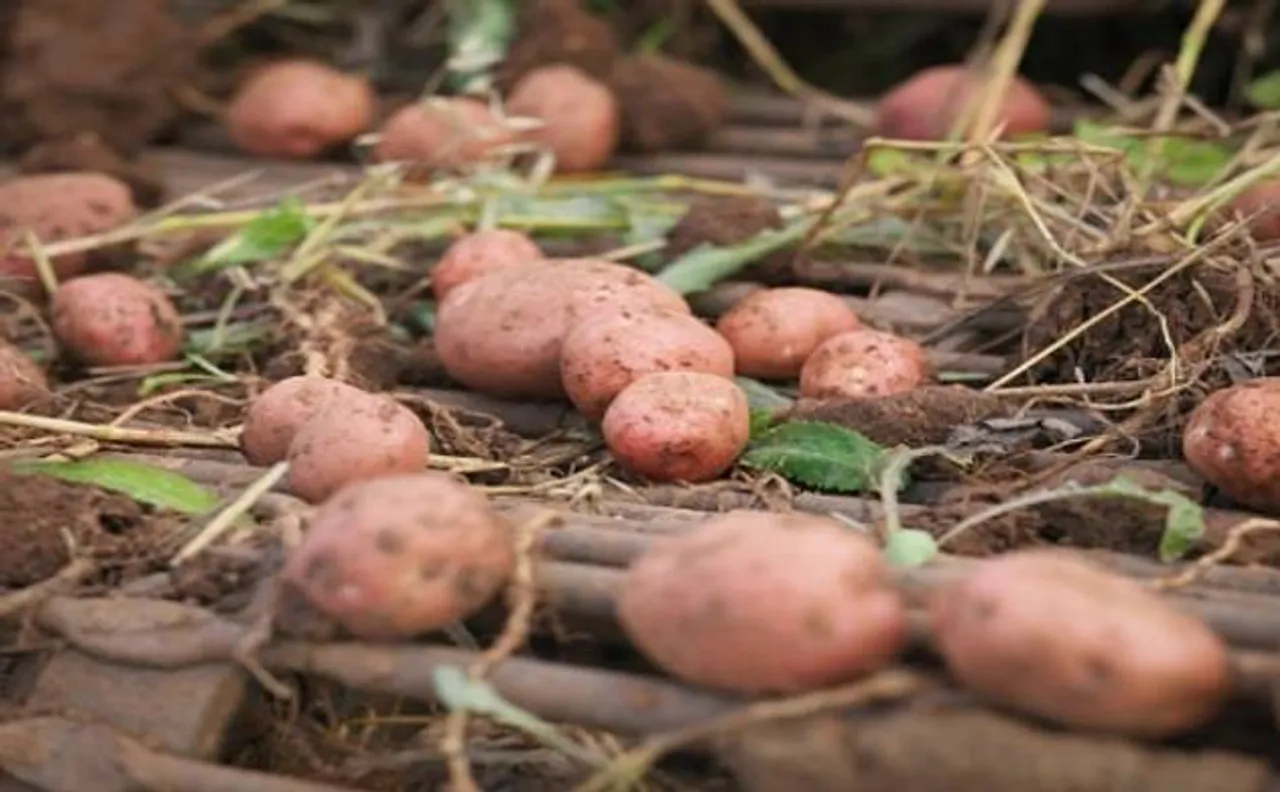 Underwater potato garden more than 3000 years old found in Canada