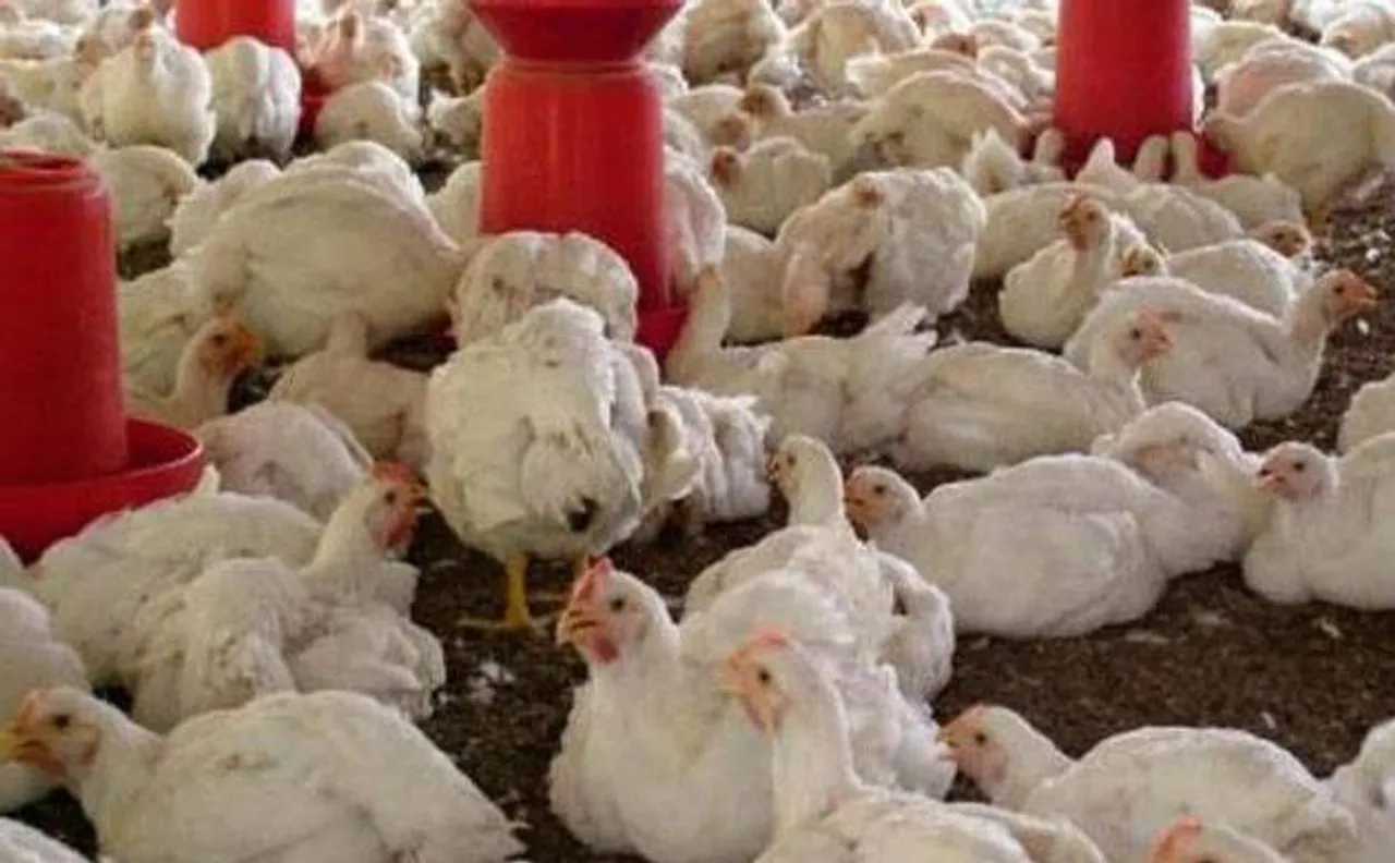 High alert issued in Rourkela, Orissa after bird flu reports