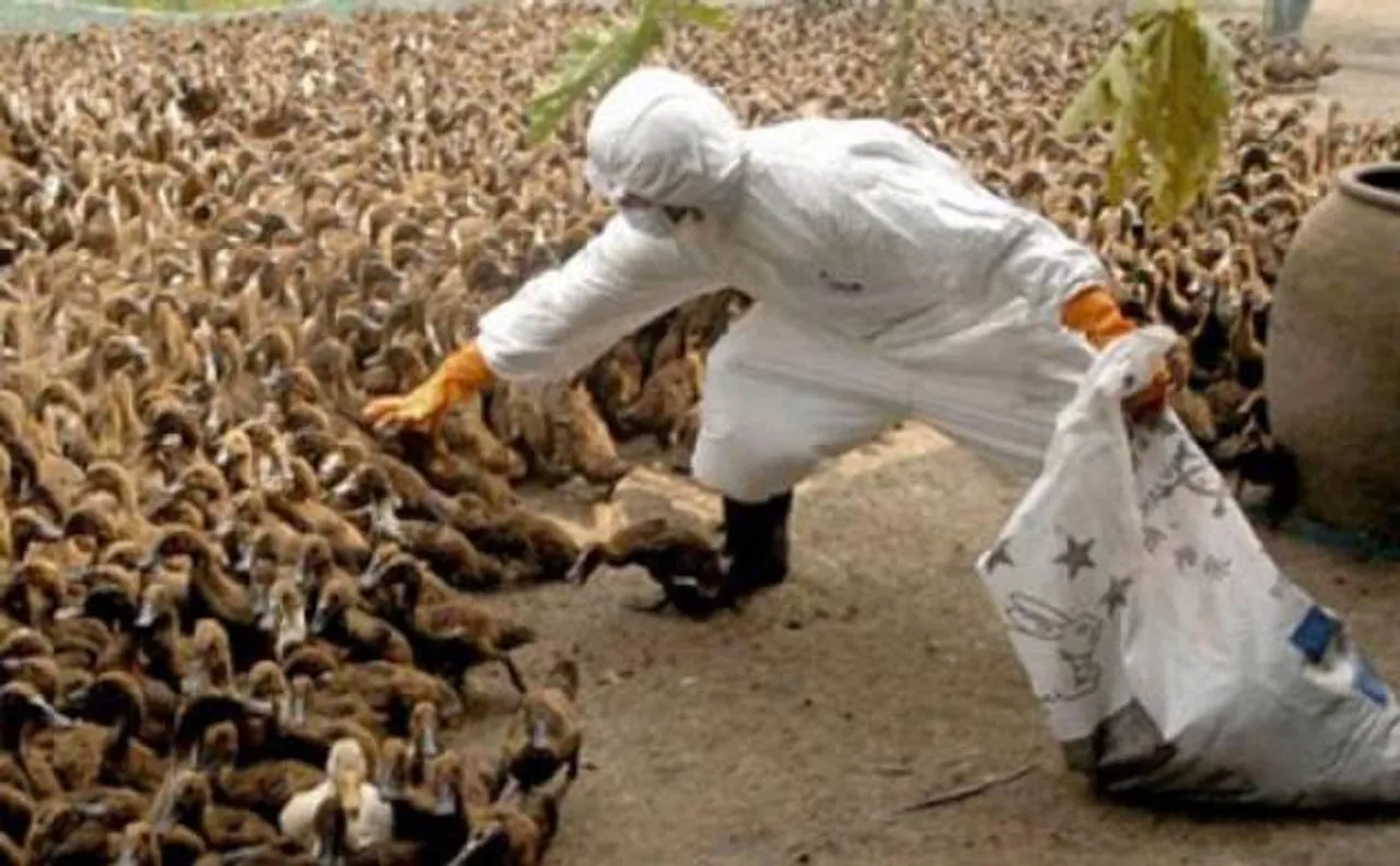 700 birds to be culled amid bird flu scare