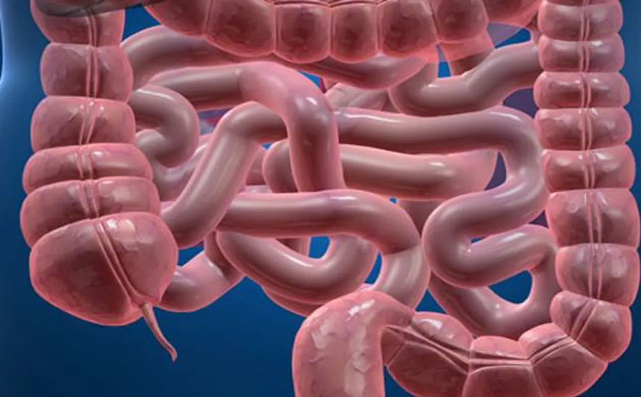 Good News! Appendix playing safe, may serve as reservoir for beneficial gut bacteria