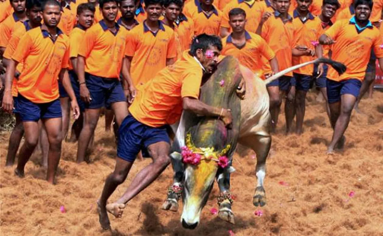 Jallikattu is to thank the nature, not to torment bulls: Animal rights organisation 