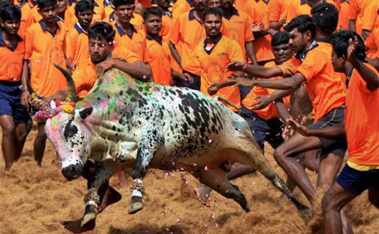 Jallikattu ban: DMK protests, Stalin slams PM Modi