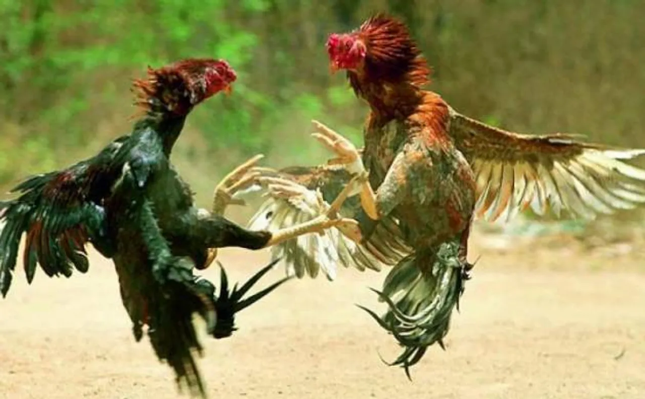 SC refuses to pass fresh order to stop cockfights in Andhra Pradesh