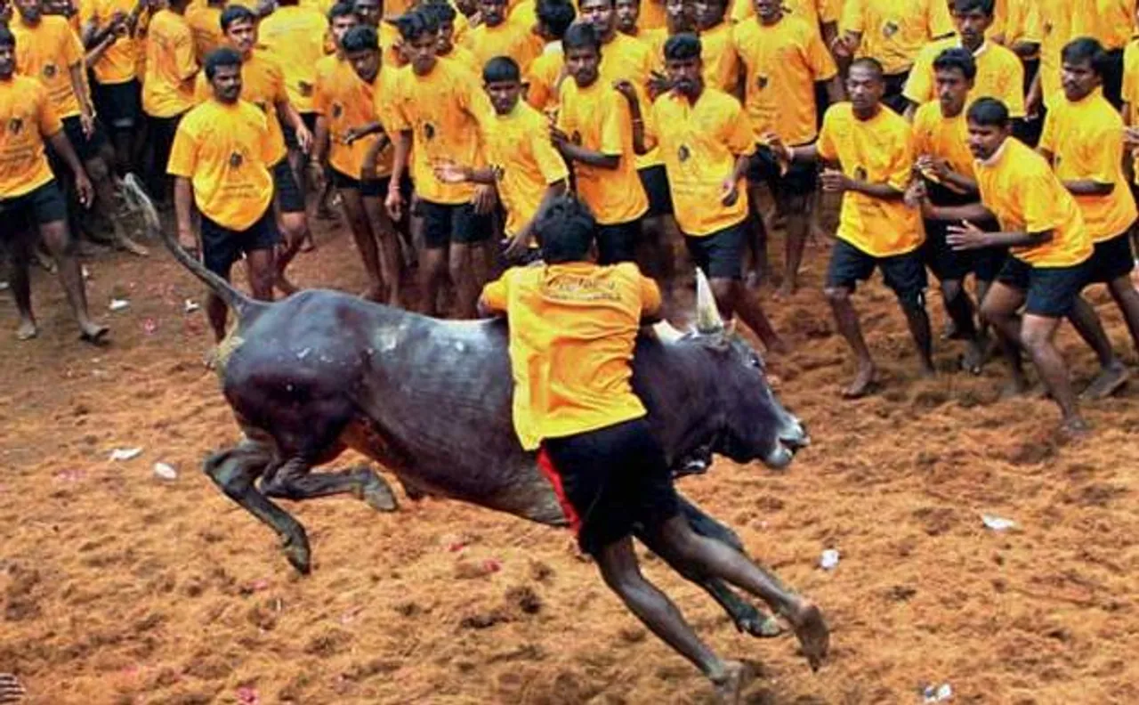 Jallikattu row: Law, Environment, Culture ministries clear Tamil Nadu government's ordinance