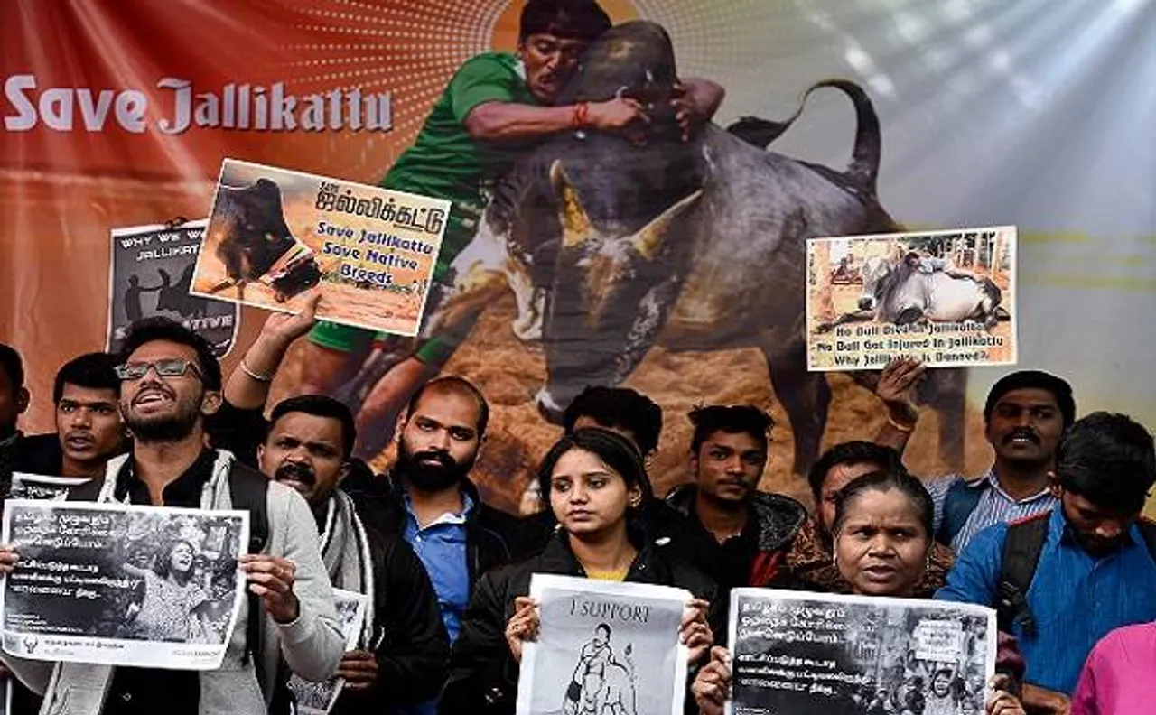 After Centre's nod, Jallikattu ordinance now awaits Tamil Nadu guv Vidyasagar Rao's clearance