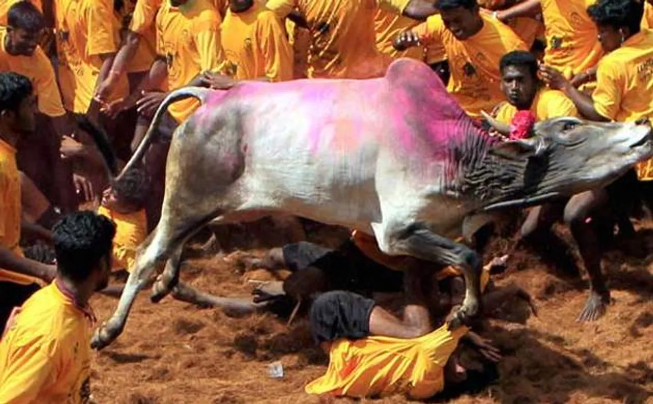 Jallikattu: Governor Vidyasagar Rao approves ordinance; Tamil Nadu CM Panneerselvam and Sasikala Natarajan thank PM Modi