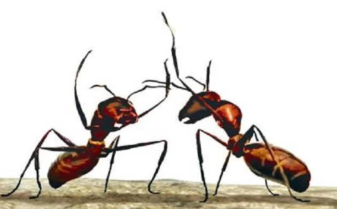 Ants use Sun's position, memories to guide them back home
