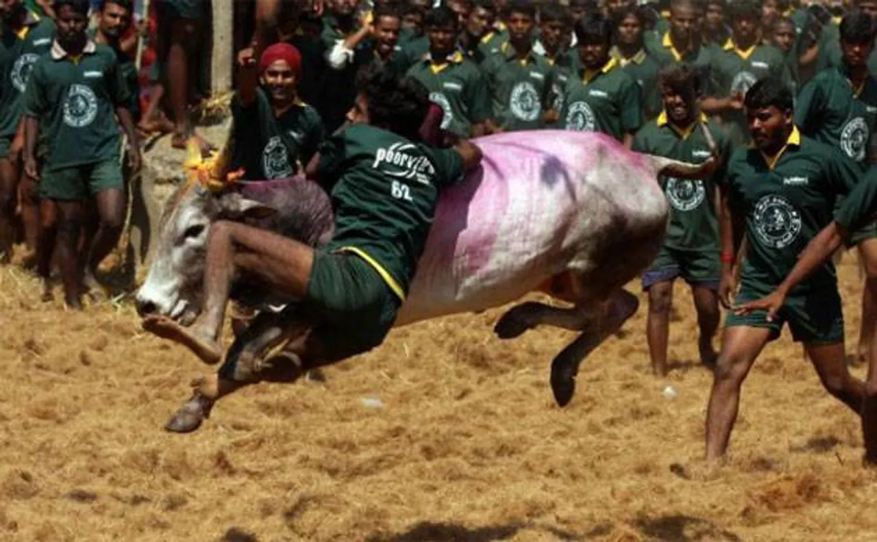 Centre tells SC that it will withdraw 2016 notification on Jallikattu 
