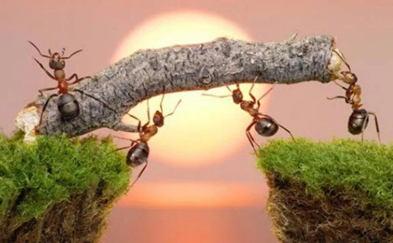 Here is how ants reach home after walking backwards when carrying heavy loads of food