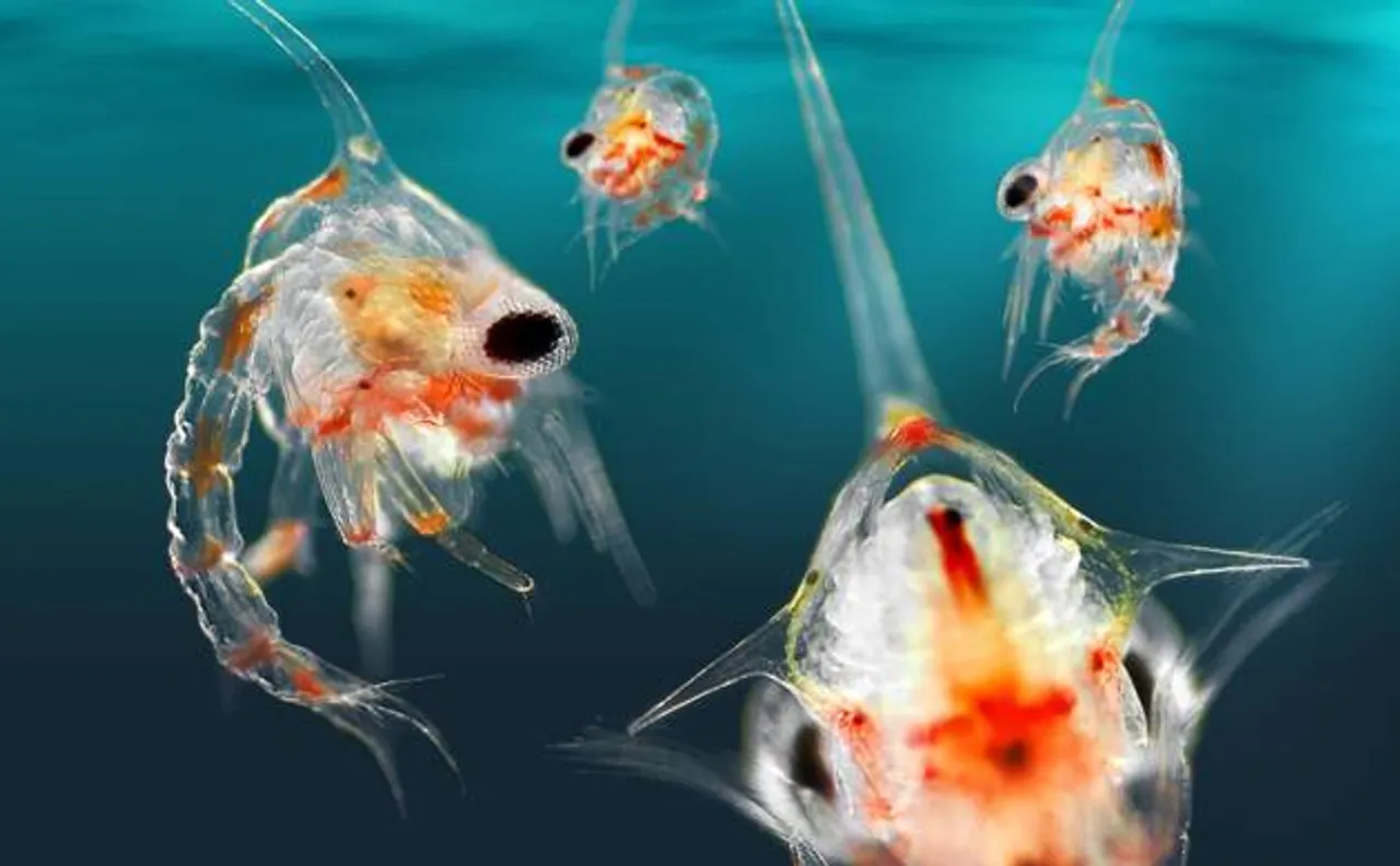 Scientists develop swarm of tiny underwater robots to study ocean currents and plankton movement