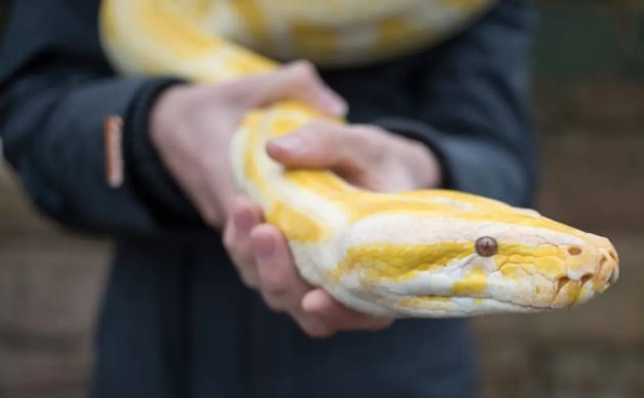 Florida wildlife officials hires two Indian snake hunters to get rid of Burmese pythons