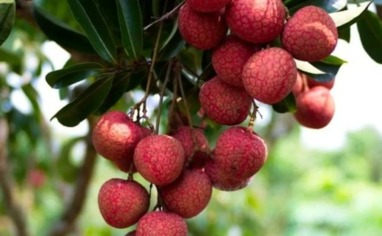 Litchis caused hundreds of mysterious child deaths in Bihar, says study