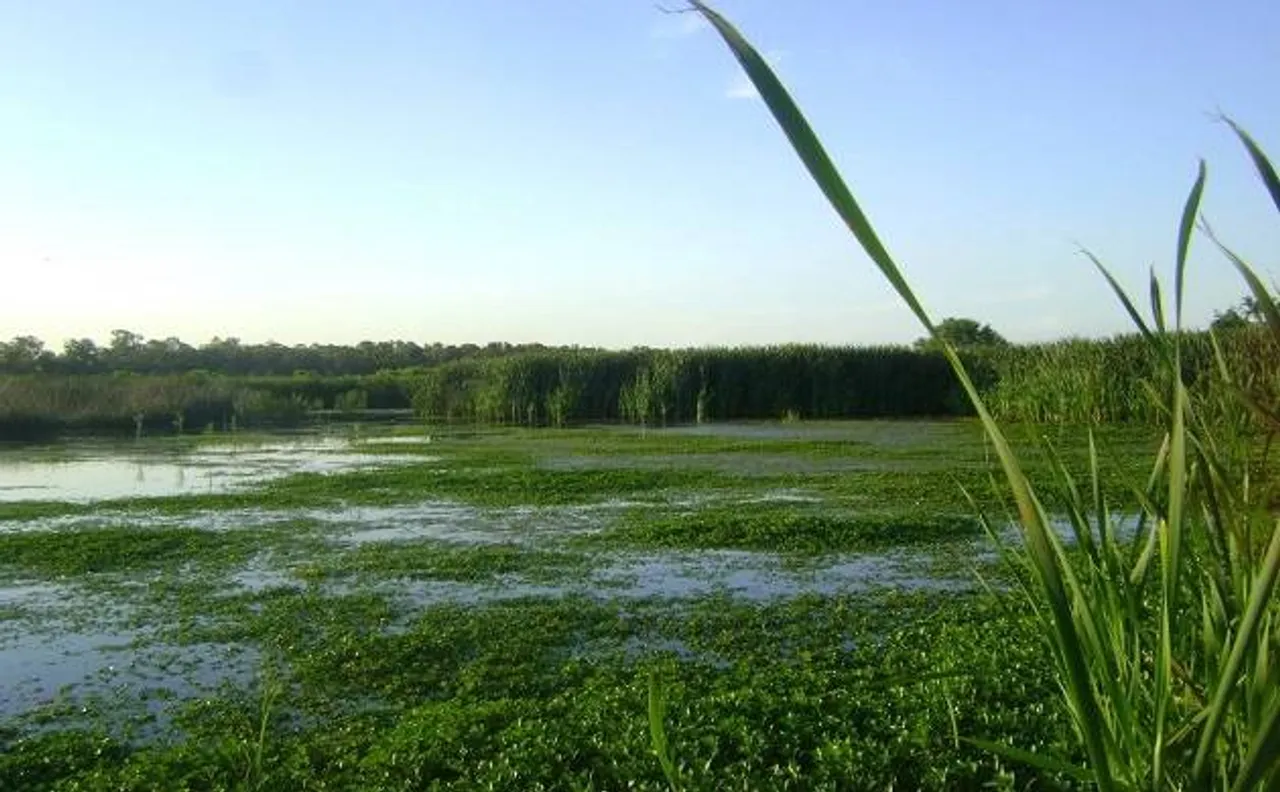 World Wetlands Day 2017: What are wetlands? Does India have any Ramsar sites? 