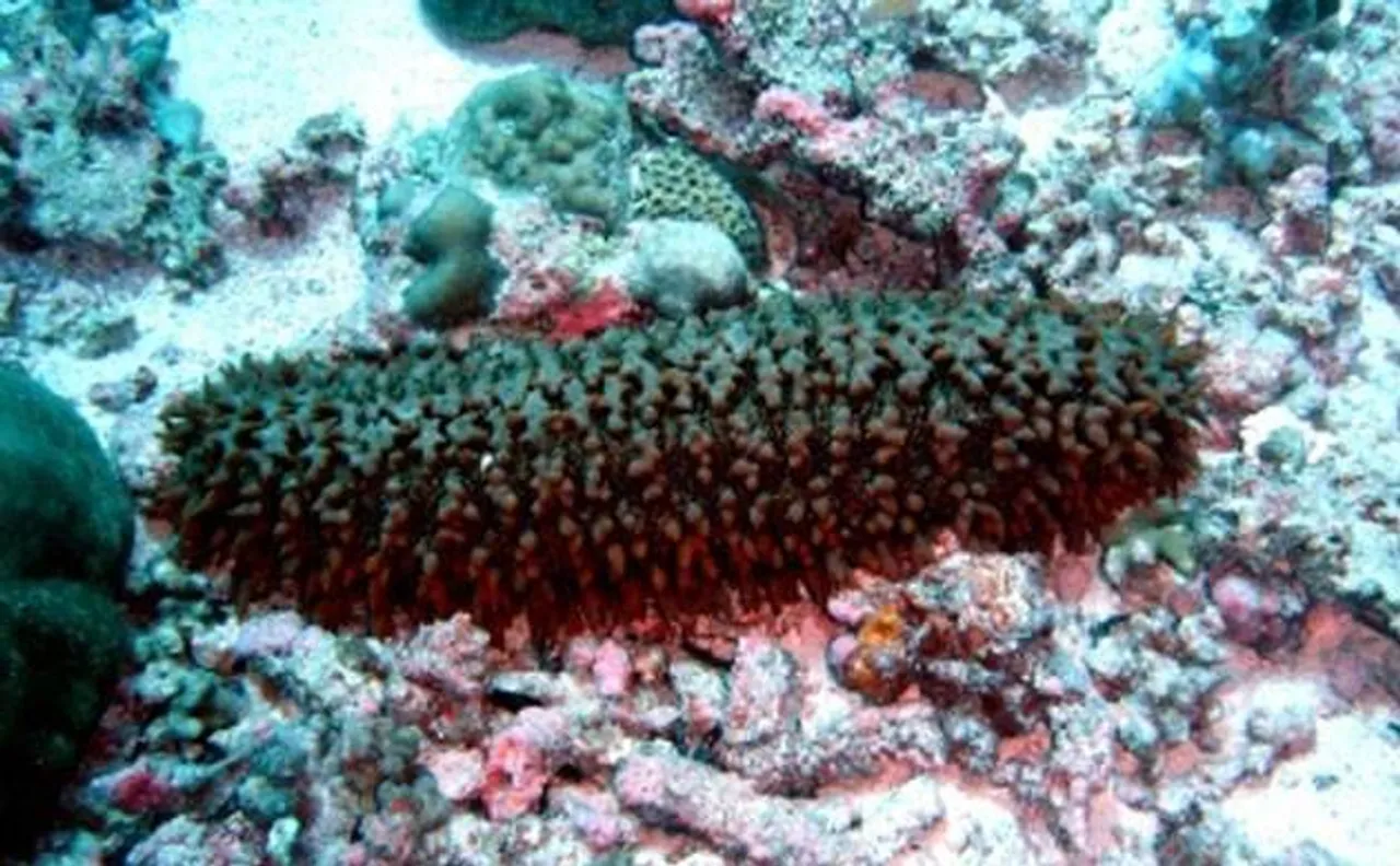 Endangered 100 Kg live sea cucumber rescued; let out into sea 