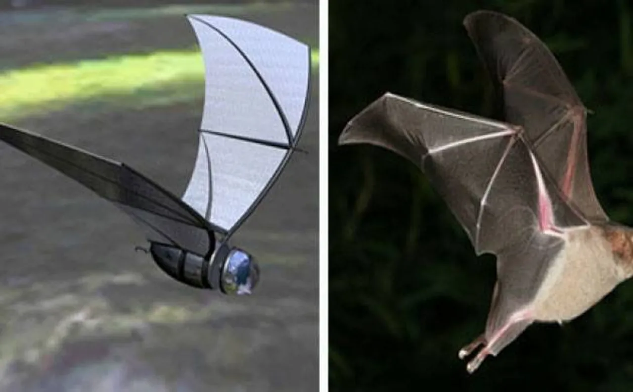 Scientists develop new bat-inspired flying robot 