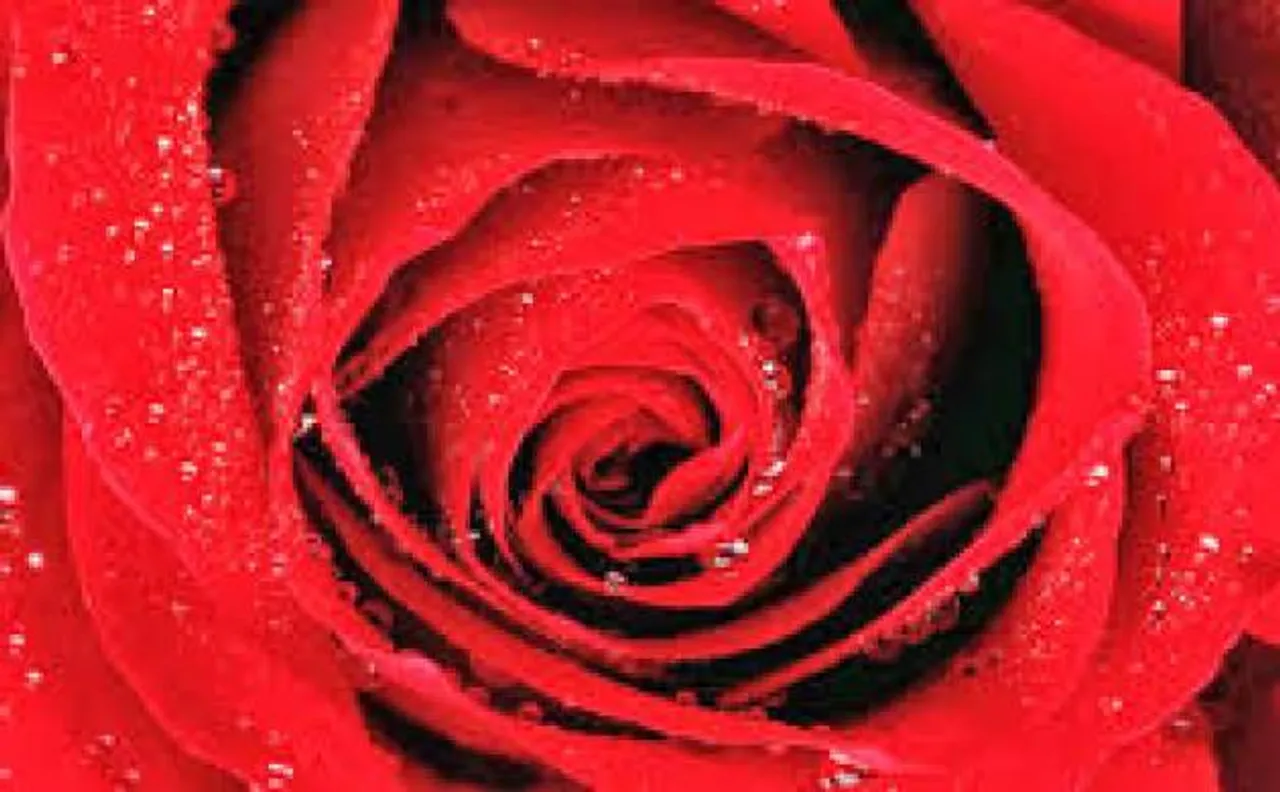 Valentines Day Week 2017 Special: Know importance and meaning of Rose Day