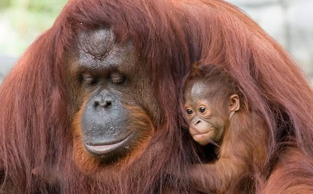 Orangutan 'kiss squeaks' reveals human language evolution, says study