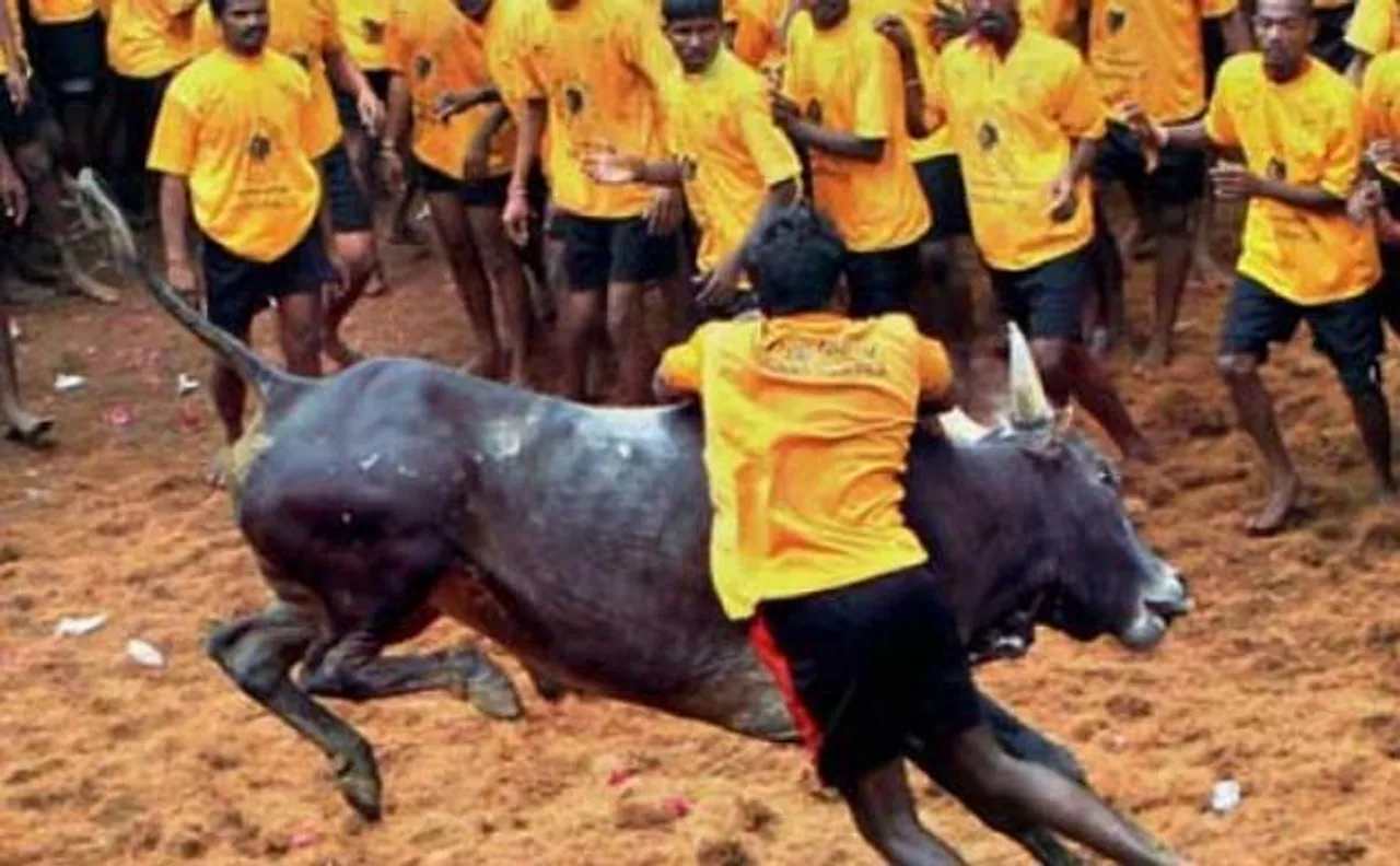 Tamil Nadu: Six people seriously injured in Jallikattu event