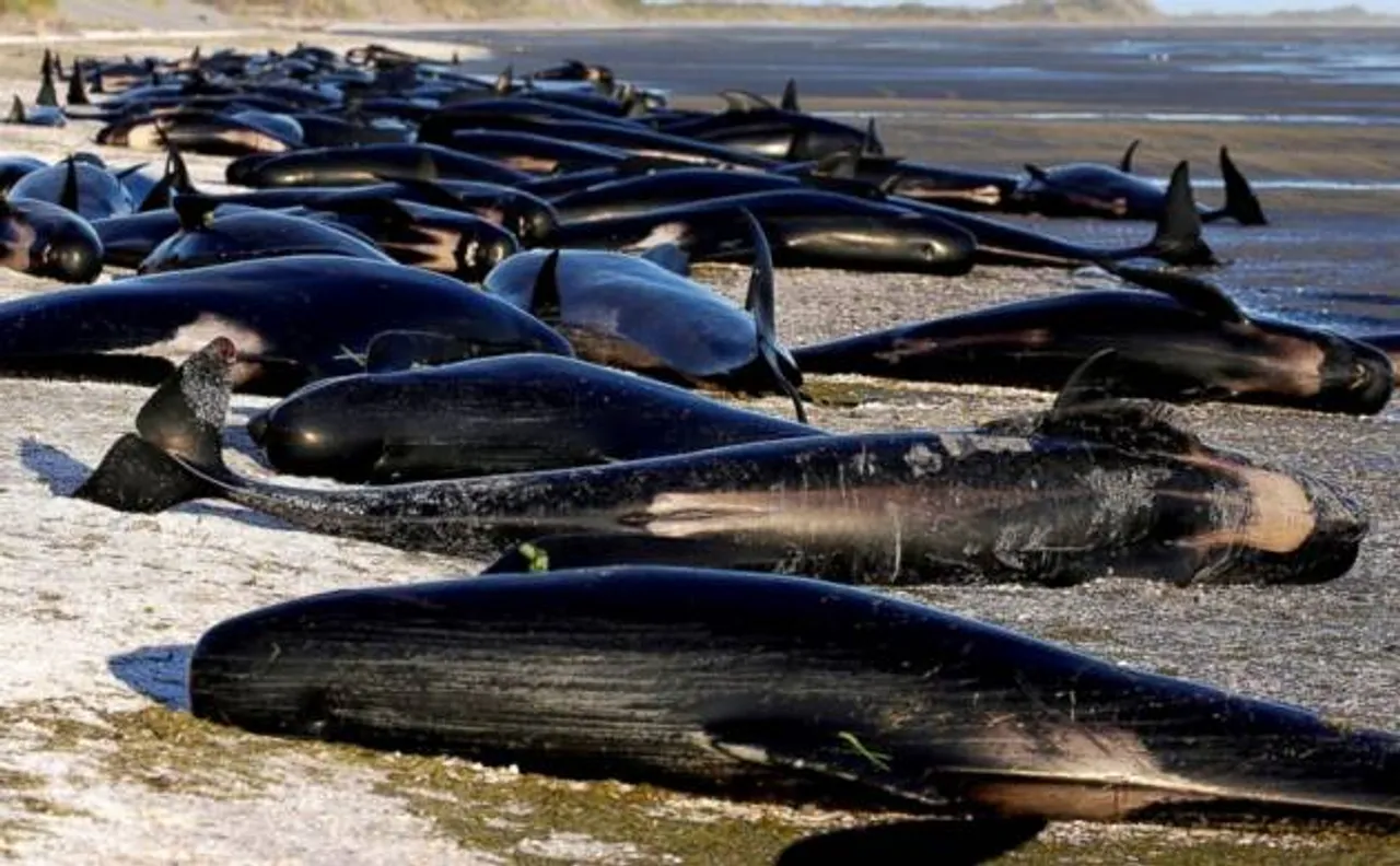 Mass Whale Death: Another 200 mammal's body surface on coast in New Zealand
