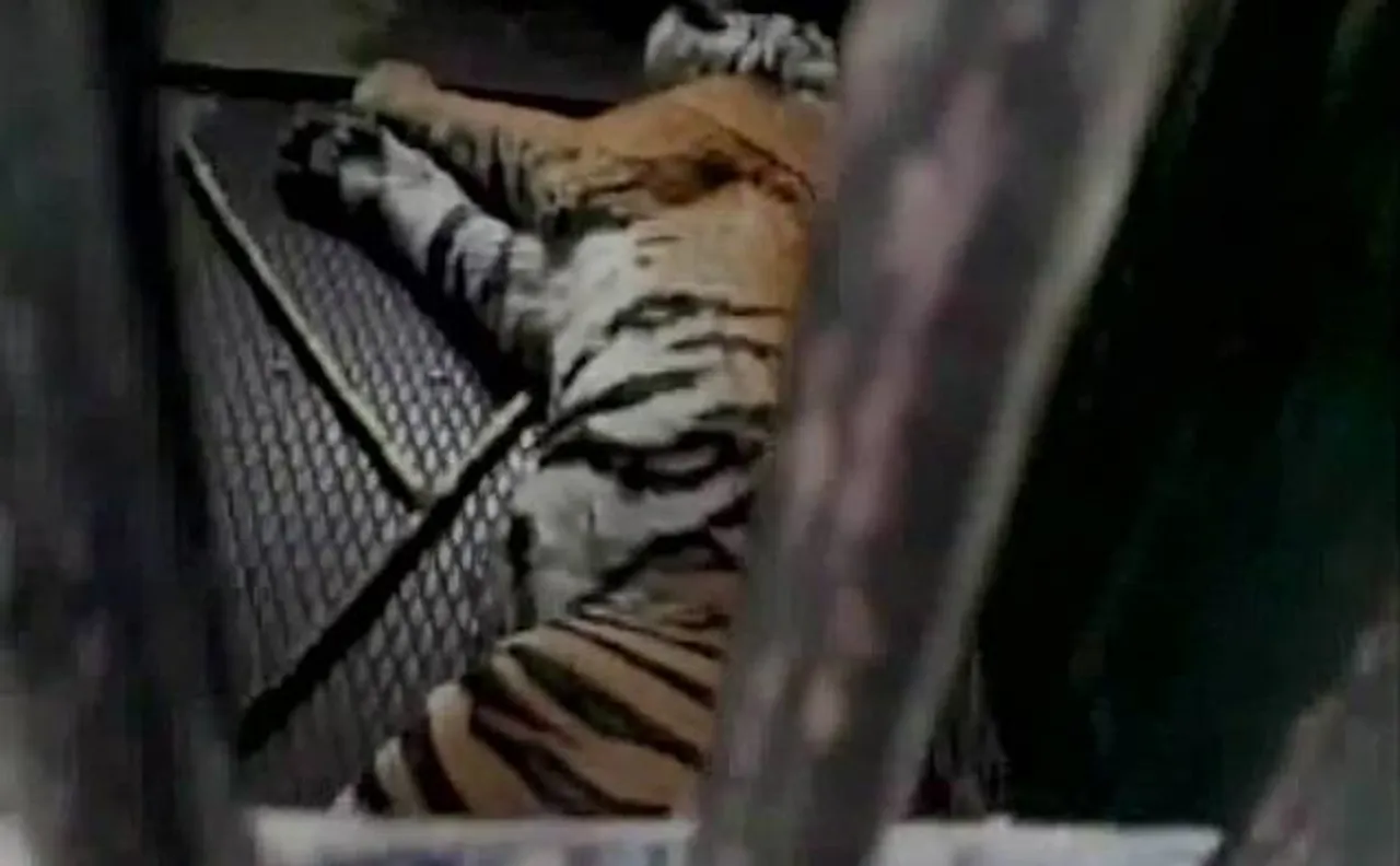 Man-eater tiger captured by forest department officials in Pilibhit