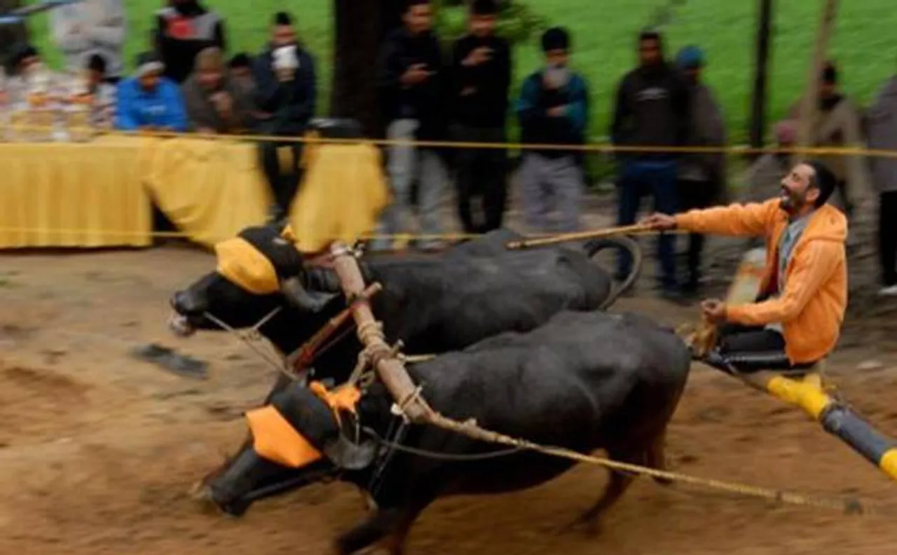 Video: Kambala Bill passed in Karnataka Assembly