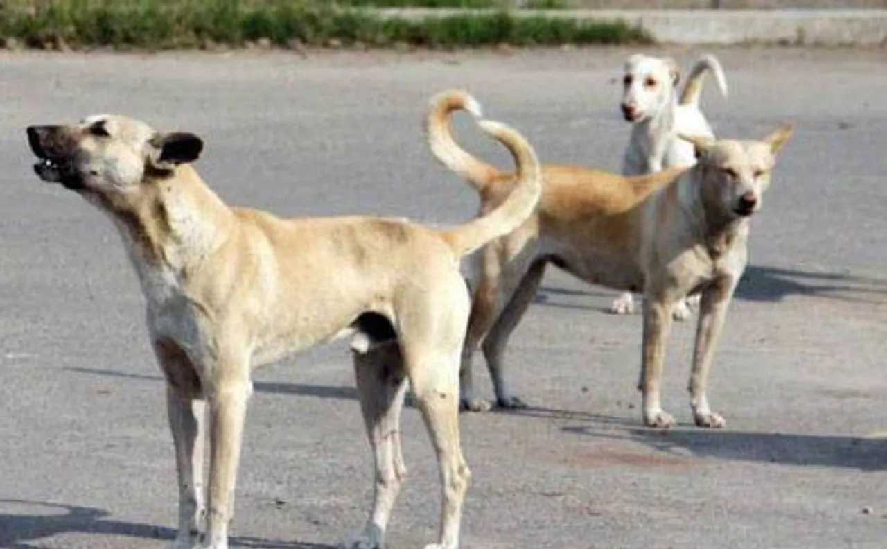 Video: Dog brutally beaten up to death by DTU guard, case registered in Delhi's Rohini