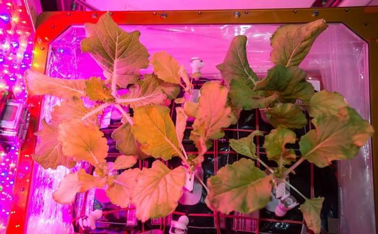 Astronaut Peggy Whitson aboard Space Station harvested cabbage: NASA