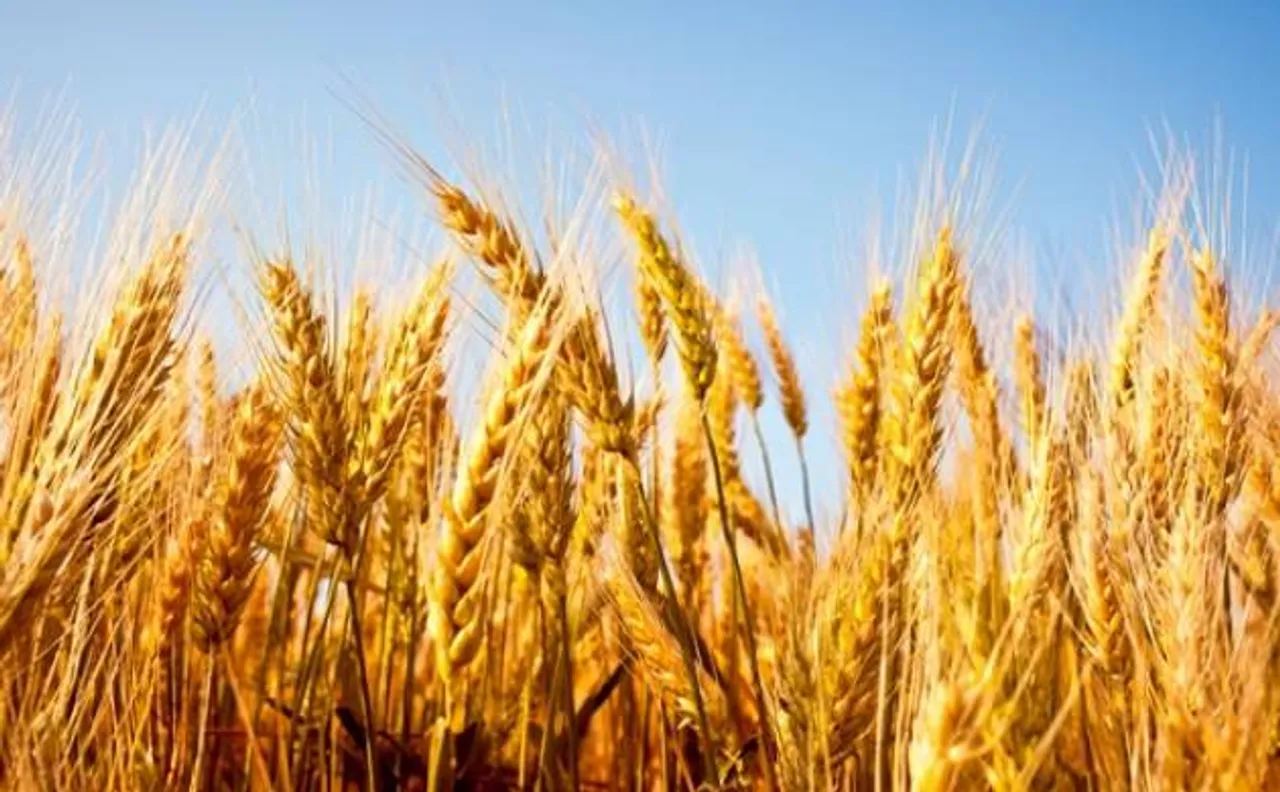 Wheat import to fall in FY 2017-18 after crop production surges