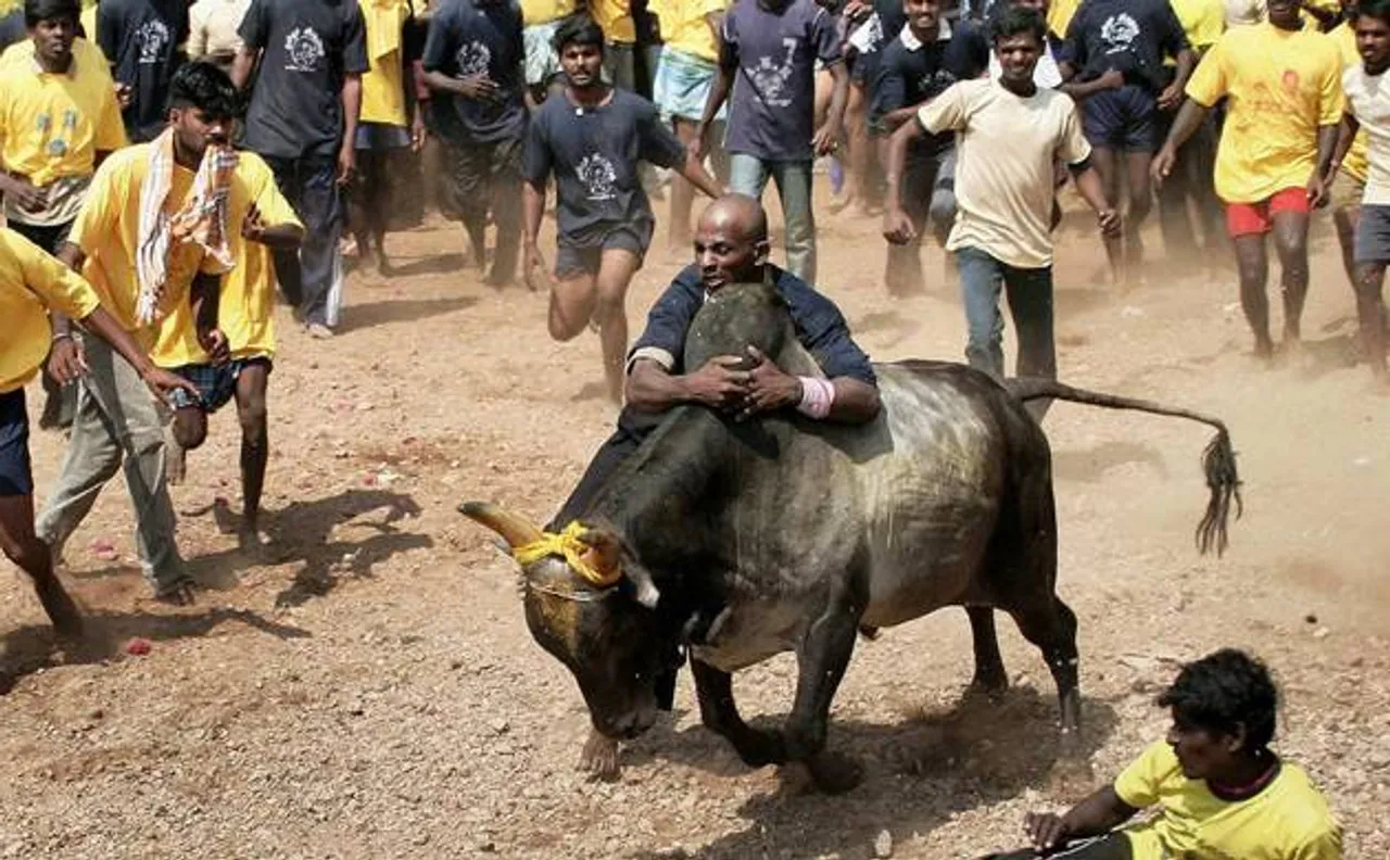 We will challenge legislations in Supreme Court: PETA on Jallikattu and Kambala