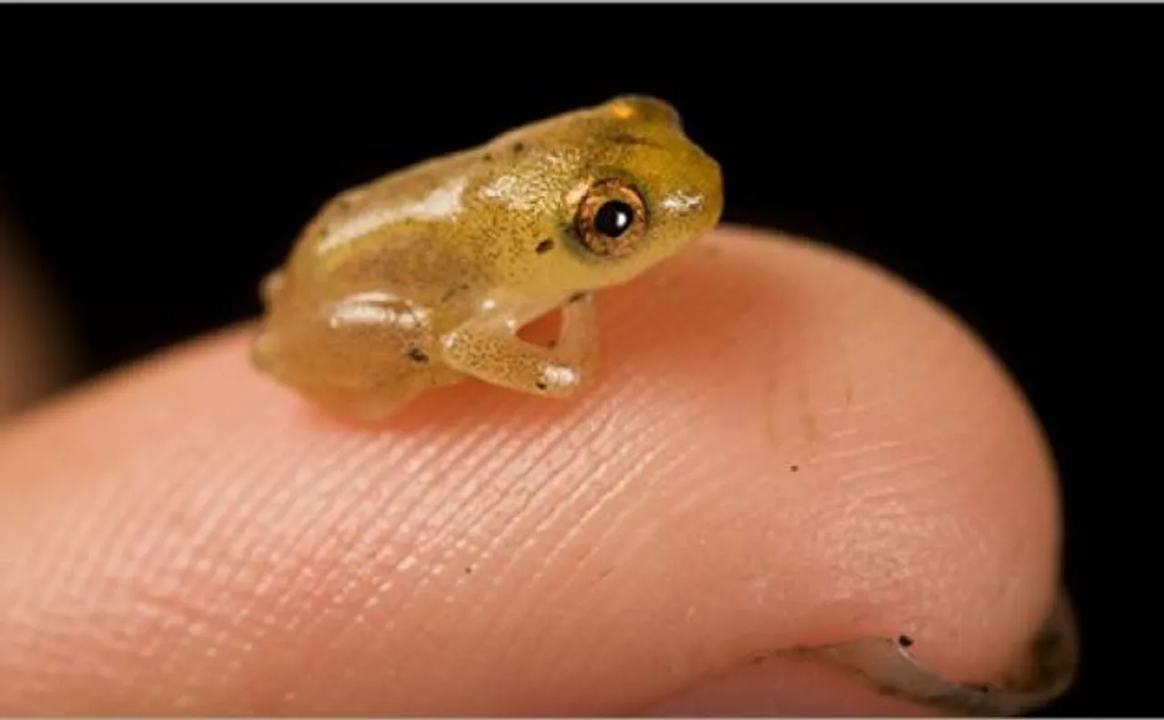 World's seven miniature frog species discovered in Western Ghats by Indian researchers