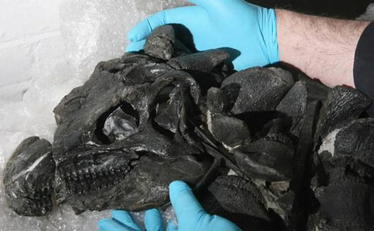 400-million-year-old extinct 'monster worm' discovered in Canadian museum