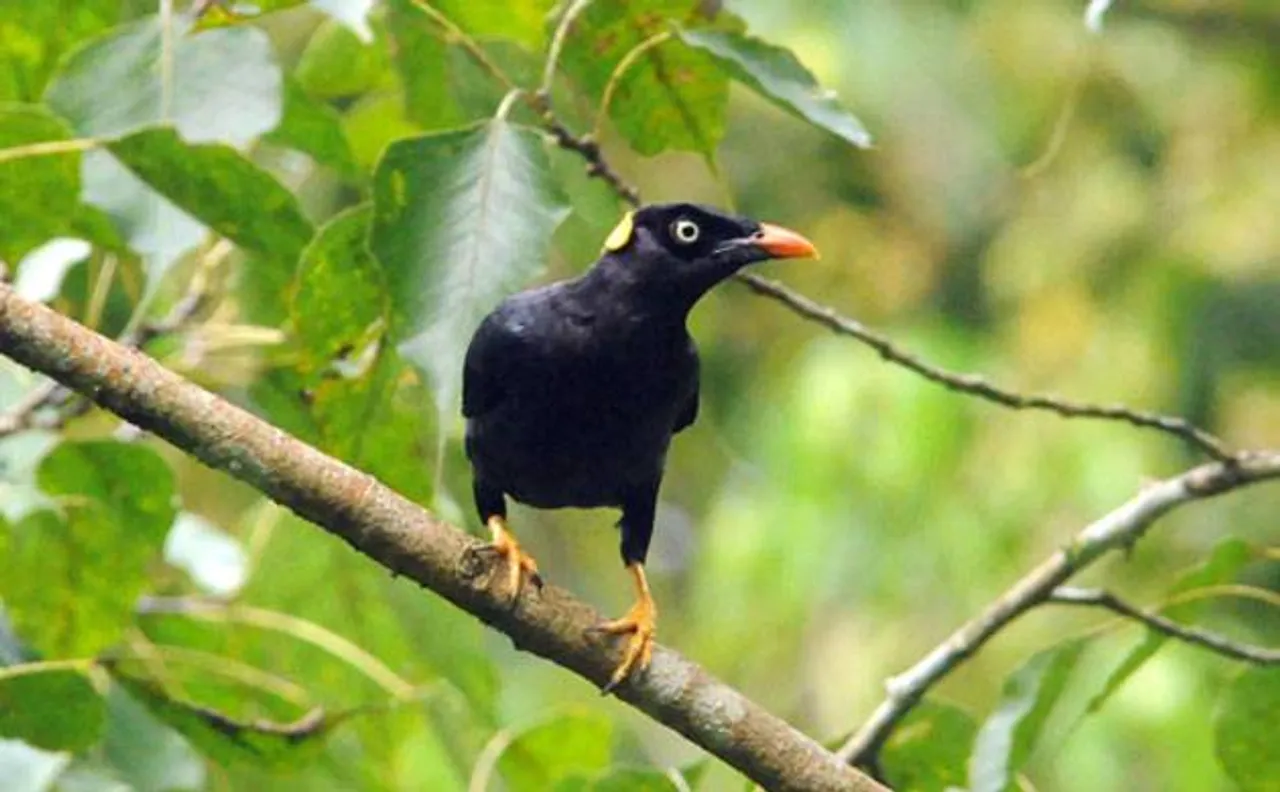 People living with more birds less likely to suffer depression, says study