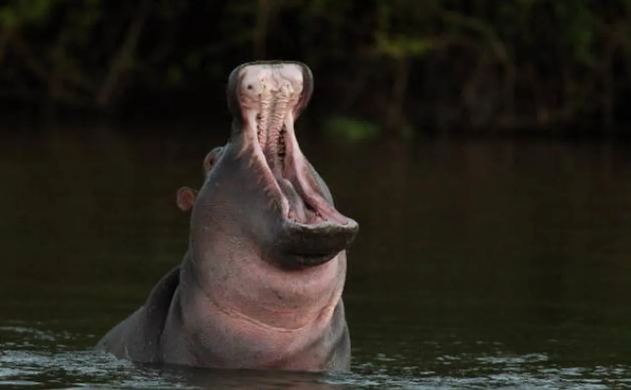 Zoo Hippo fatally attacked by unidentified assailants in El Salvador