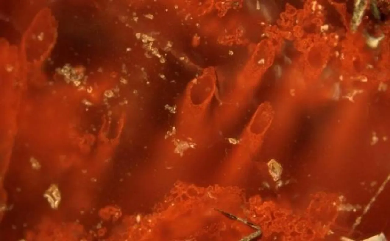Oldest fossils direct indication of life 4 billion years ago