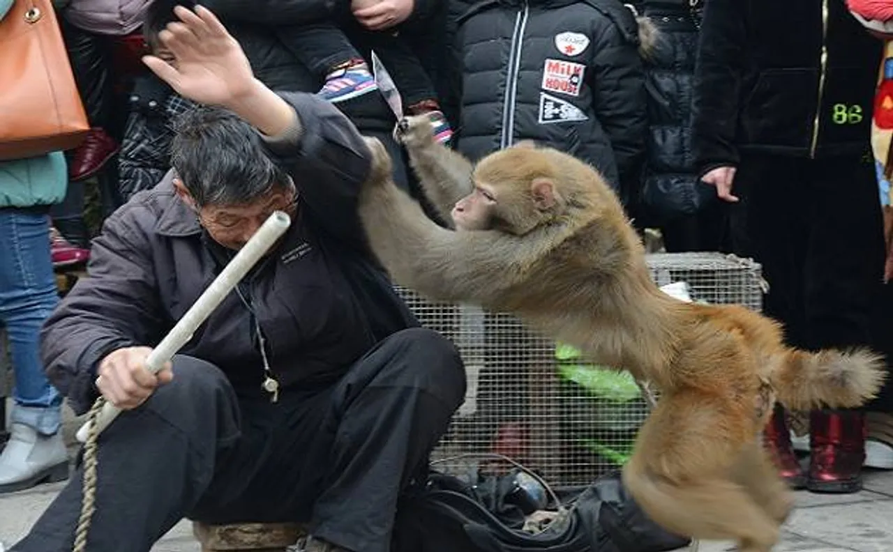 Human-monkey conflict results in traffic jam in Odisha