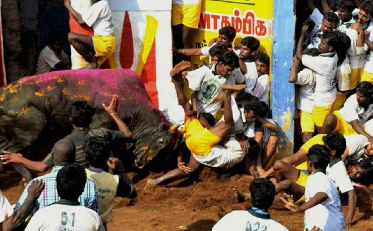 Tamil Nadu: Two persons including a jallikattu participant gored to death