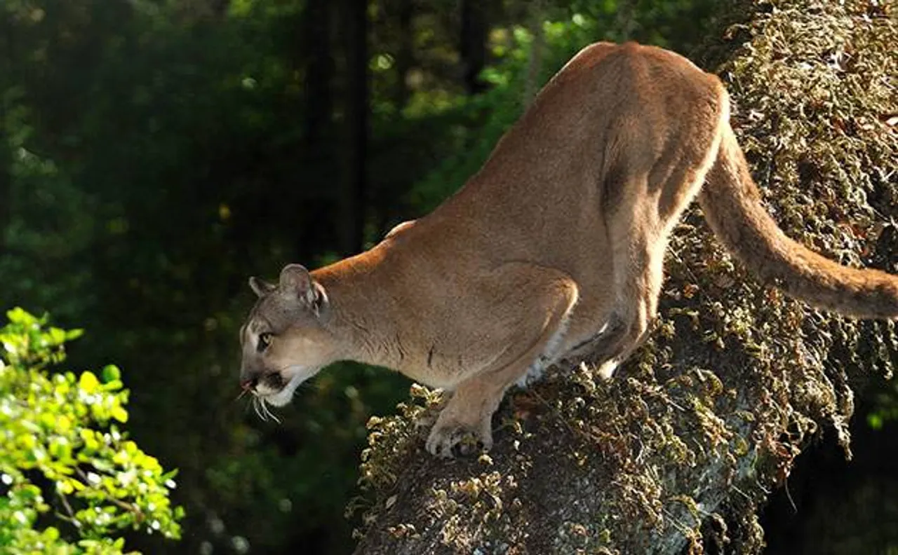 Video | Forest dept tags panther with microchip to track its movement in Rajasthan