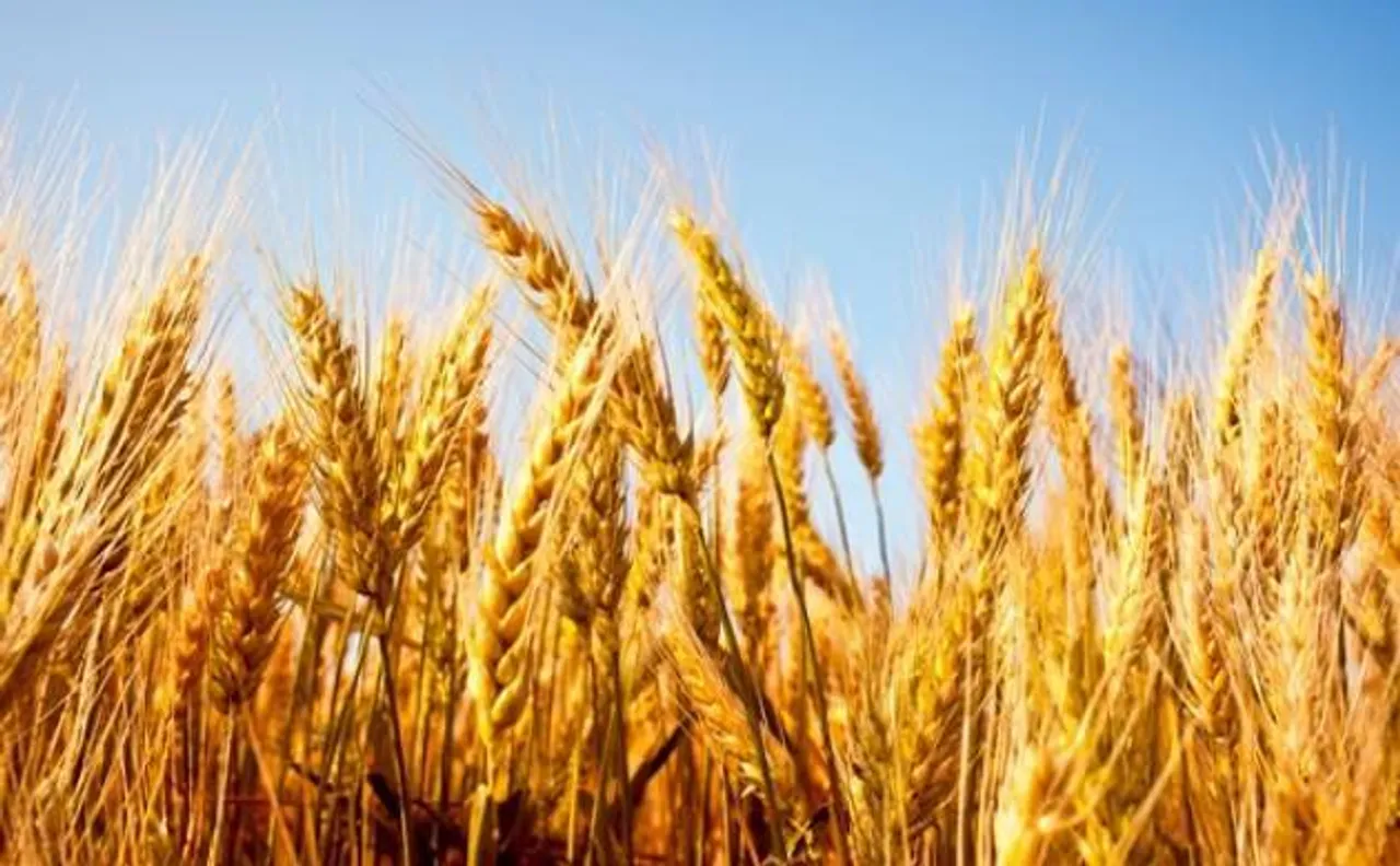 PM Modi govt looks to protect farmers amid bumper crop projection, revive import duty on pulses