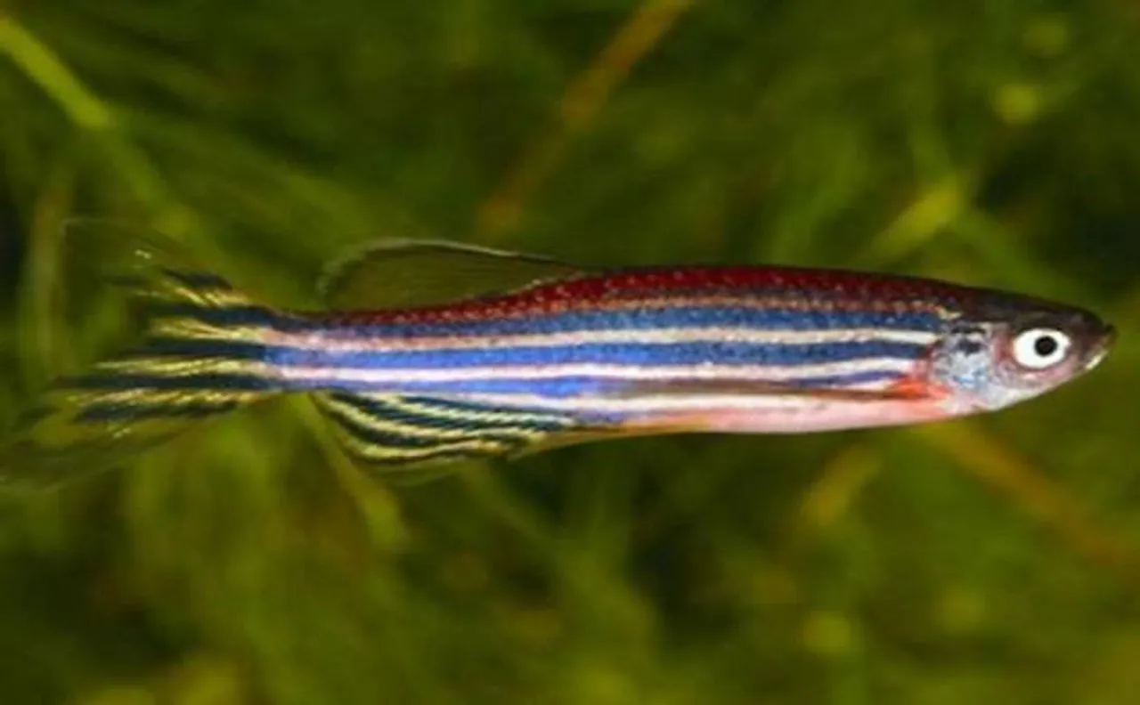 Zebrafish brain signal may help cure blindness in humans