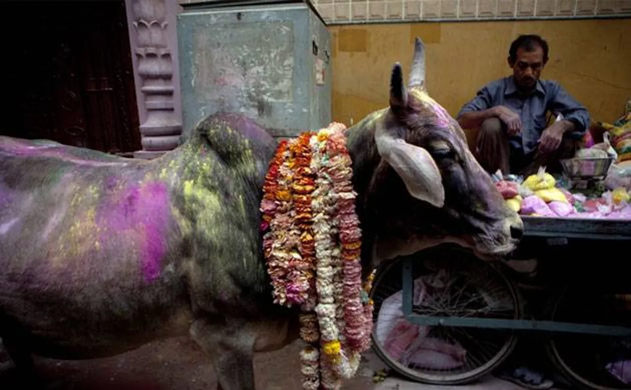 This year, let Holi be happy for animals too!